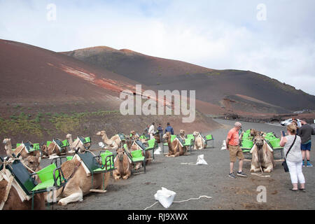 Group of camels in lanzatote Stock Photo