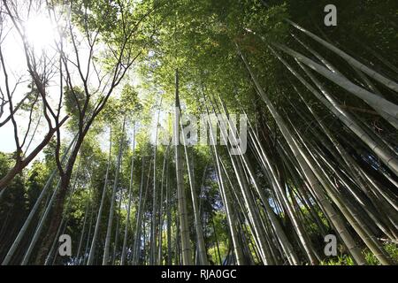 Yoshino-yama, Japan - green bamboo grove in Mount Yoshino, UNESCO World Heritage Site. Part of Yoshino-Kumano National Park. Stock Photo