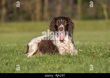 Brown and white springer spaniel laying down on the grass in the park. Stock Photo