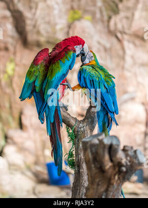 Two beautiful macaws touching and playing with their strong beaks, looking like they're kissing while sat on a branch. Stock Photo