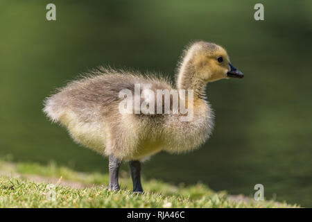 Cygnet standing on the green grass. Softly blurred green background. Stock Photo