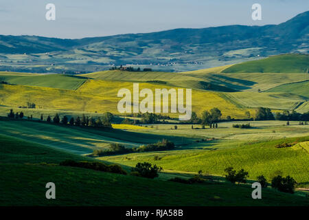 Typical hilly Tuscan countryside in Val d’Orcia with fields and trees at sunrise Stock Photo