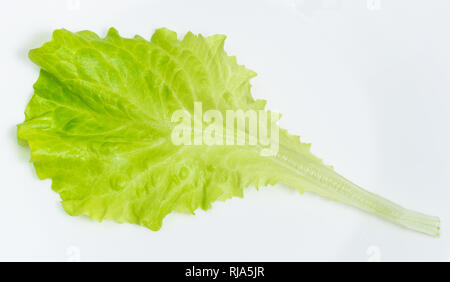 fresh green leaf of lettuce on white plate Stock Photo