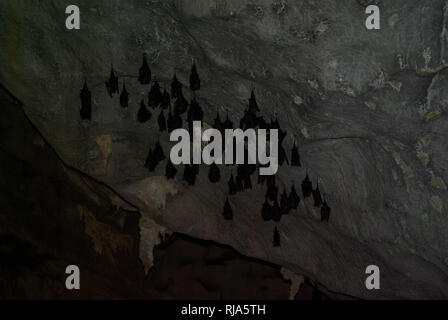 Bats are hanging on the ceiling in a cave. Bats are hanging on the ceiling in a cave. Stock Photo