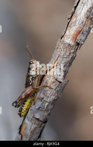 Brown Mountain Grasshopper Stock Photo