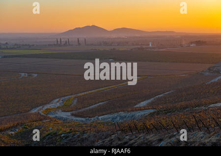 Vineyard in the desert region of Ica at sunset, Peru. These wineries produce wine, pisco and sparkling wines. Stock Photo