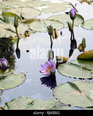 Nymphaea caerulea (Egyptian Blue Water Lily)