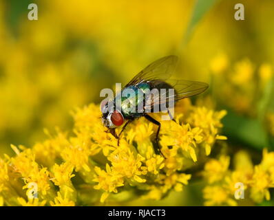 green bottle flies lay eggs on Liver at sterile maggot production facility  Stock Photo - Alamy