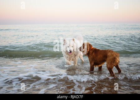 two dogs play in the sea. Samoyed and spaniel on a walk Stock Photo