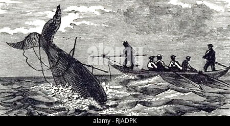 An engraving depicting a harpooned whale 'sounding'. Dated 19th century Stock Photo