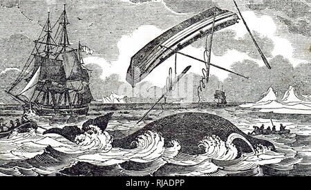 An engraving depicting a whale tossing a boat. Dated 19th century Stock Photo