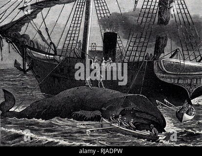 An engraving depicting the cutting up of a whale. Dated 19th century Stock Photo