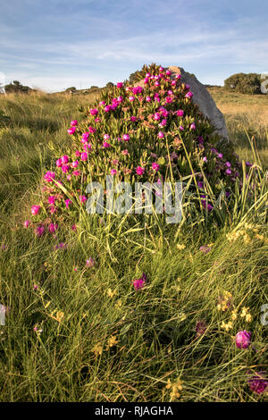 The Alderney fig plant (carpobrotus) with daisy like purple flowers in spring, it has edible fruit and is commonly known as pigface or ice-plant. Stock Photo