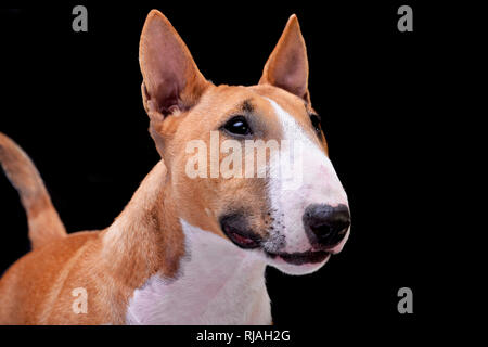 Portrait of an adorable Mini Bull terrier - isolated on black background. Stock Photo