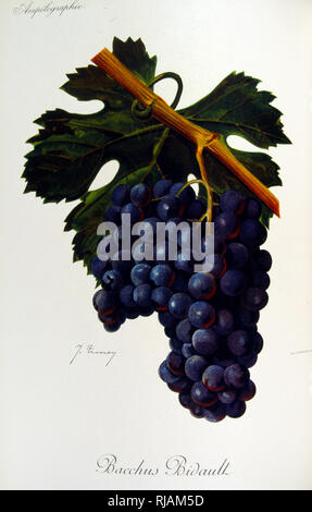 Painted Illustration Of Grapes From A Viniculture Manual French 1905 Painted Illustration Of Grapes From A Viniculture Manual French 1905