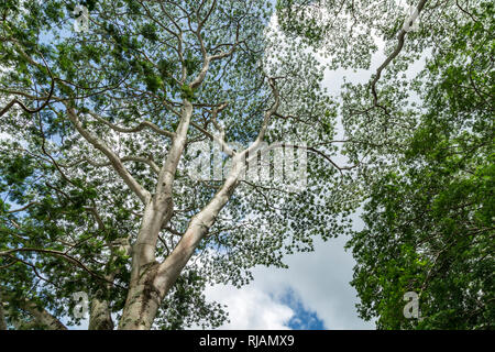 Treetop in Hoomaluhia Botanical Garden, Oahu, Hawaii Stock Photo