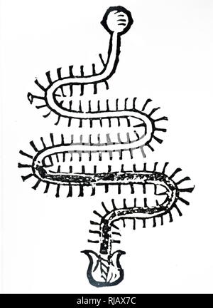 santorio physiologist 1561 1636 woodcut