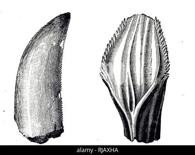 An engraving depicting a tooth from a Megalosaurus (left) and an Iguanodon (right). Dated 19th century Stock Photo