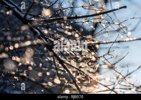 bokeh bubbles from water drops in tree branches on a sunny day - image Stock Photo