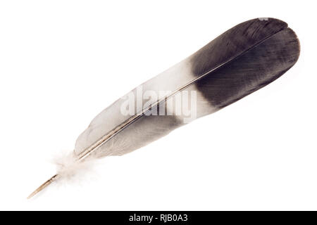 Single feather isolated on white Stock Photo