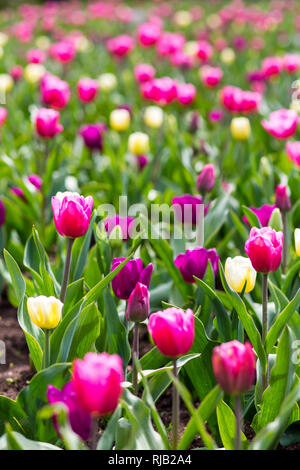 Colorful tulip flowers blooming in a garden flower bud Stock Photo