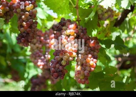 Bunches of wine grapes on the vine. summer Sunny day Stock Photo