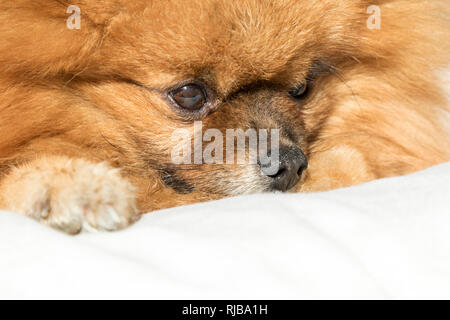 Closeup of a German Spitz, pomeranian dog. Stock Photo