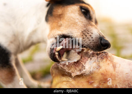 little cute dog eats a huge bone with meat and chew - Jack Russell Terrier 11 years Stock Photo