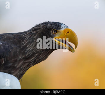 Steller eagle in the sky Stock Photo