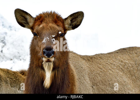 A portrait image of a female elk ( Cervus elaphus), looking at the camera in rural Alberta Canada Stock Photo