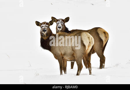 Two wild female elk (Cervus elaphus); standing in the fresh snow of winter in rural Alberta Canada Stock Photo