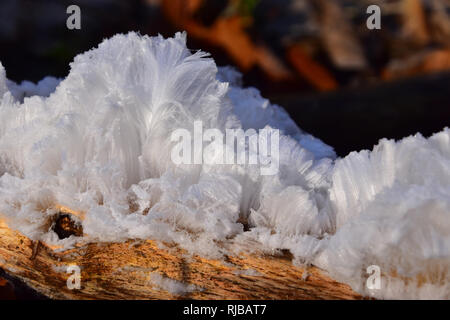 Hair Ice, Ice Wool, Frost Beard, Frost Flowers Stock Photo