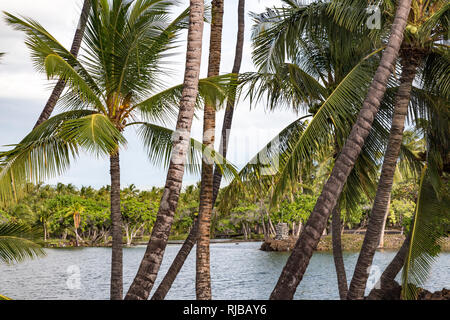 Palm grove in front of a fishpond in Waimea, Big Island of Hawaii. Stock Photo