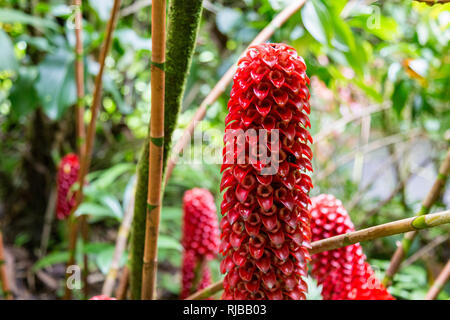 Close-up of Spiral Ginger/Costus Comosus in the Tropical Botanical Garden on the Big Island of Hawaii, USA Stock Photo