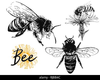 Set of hand drawn sketch style bees isolated on white background. Vector illustration. Stock Vector