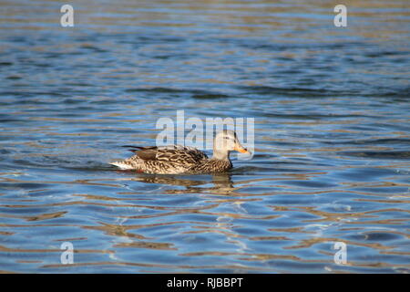 Mallards at peace on the Colorado River Stock Photo