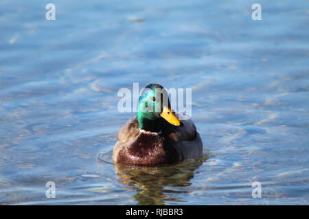 Mallards at peace on the Colorado River Stock Photo