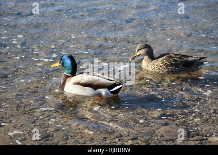 Mallards at peace on the Colorado River Stock Photo