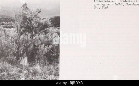 50+ Mountain Big Sagebrush Seeds (Artemisia Tridentata Vaseyana) - Great For Planting, Xeriscaping, Wildlife Habitat 3 thumbnail image