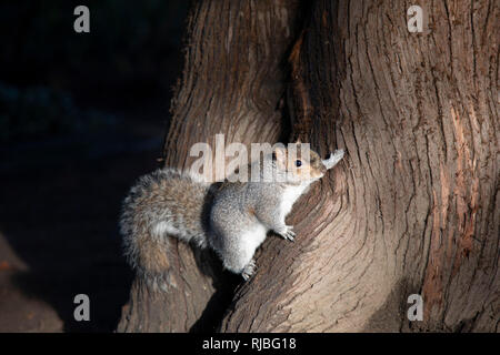 Grey squirrel in Birmingham, United Kingdom. Sciurus carolinensis, common name eastern gray squirrel or grey squirrel depending on region, is a tree squirrel in the genus Sciurus. It is native to eastern US, where it is the most prodigious and ecologically essential natural forest regenerator, yet is now the predominant squirrel species in the UK. Stock Photo