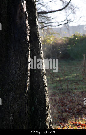 Steaming tree trunk due to warmth from sunlight as it breaks through morning mist through trees in Highbury Park in Moseley / Kings Heath in Birmingham, United Kingdom. Stock Photo