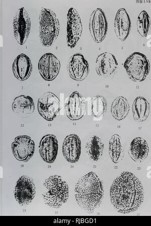 . chai da mu pen di di san ji bao fen xue yan jiu. botany. . Please note that these images are extracted from scanned page images that may have been digitally enhanced for readability - coloration and appearance of these illustrations may not perfectly resemble the original work.. qing hai shi you guan li ju kan tan kai fa yan jiu yuan deng. shi you gong ye chu ban she Stock Photo