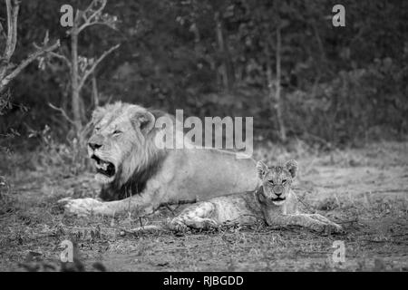 African lion in Kruger National park, South Africa ; Specie Panthera leo family of Felidae Stock Photo