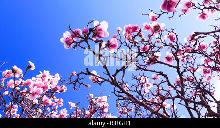 Blooming magnolia tree on background of blue sky, during spring period. Blossomed branch with pink flowers in bloom. Blossom period for the cherry, ap Stock Photo
