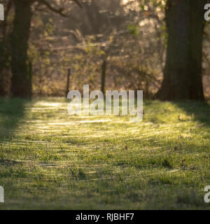 Meadow covered spider thread Stock Photo