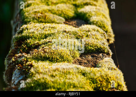A  carpet of moss grows on a wall during  springtime  ,beautiful close up of the yellow-red inflorescence Stock Photo