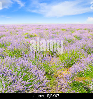 blooming lavender in a field on background of blue sky Stock Photo