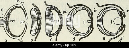 . Cephalopoda. Cephalopoda. Behind the eye there is a round, flat papilla, the &quot;olfactory organ&quot; (see p. 82). (96) (96). FIGURE 27. Diagrammatic frontal sections of the development of the right eye of Cephalopoda: a — Nautilus. The stalk bears the optic nerve (n); the retina (ret) is actually many-layered with the rods pointed toward the light; other elements are the primary pupil (pp) and the ring fold (ir) which forms a wide circle and probably corresponds to the iris of Dibranchiata; b — e — typical stages of the embryonic eye of Sepia. The eye chamber is completely closed. The do Stock Photo