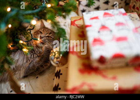 Kitten lying under a Christmas tree next to wrapped gifts Stock Photo