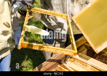 Frame with honey drawn from a beehive. Honeycombs in frame and bees. Choosing honey by beekeeper. Stock Photo